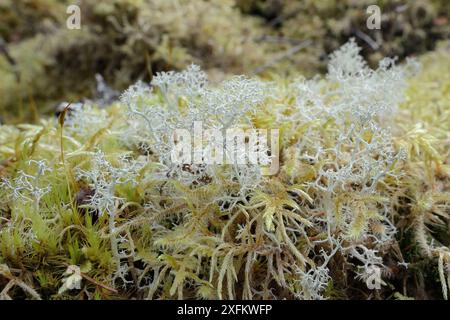 Rentiermoos (Cladonia portentosa) Flechten, die auf dem moosigen Boden eines Kiefernwaldes wachsen, Glengarry Forest, Lochaber, Schottland, Vereinigtes Königreich, September. Stockfoto