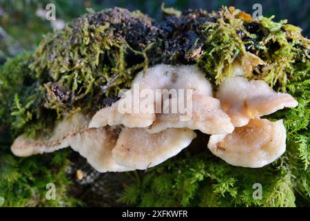 Jelly rot Pilz (Phlebia tremellosa) wächst aus einem verrottenden Baumstamm im Wald, GWT Lower Woods Reserve, Gloucestershire, Vereinigtes Königreich, November. Stockfoto