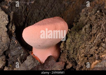 Junger Beefsteak-Pilz (Fistulina hepatica) entwickelt sich in einem verfaulten Baumstumpf, GWT Lower Woods Reserve, Gloucestershire, Großbritannien, September. Stockfoto