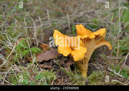 Chantarelle-Pilz (Cantharellus cibarius), der auf Laubwäldern wächst, Lochaber, Schottland, Vereinigtes Königreich, September. Stockfoto