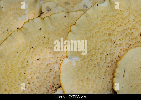 Dryad's Sattel / Fasanenrücken (Polyporus squamosus) Bracket Pilze wachsen aus einem Stamm der verfaulten Asche (Fraxinus excelsior), GWT Lower Woods Reserve, Gloucestershire, Großbritannien, Juli. Stockfoto