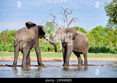 Afrikanische Elefanten (Loxodonta africana) zwei unreife Individuen spielen Kämpfe in einem Wasserloch im Hwange-Nationalpark in Simbabwe Stockfoto
