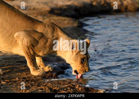 Löwin (Panthera leo) trinkt im Wasserloch, Hwange Nationalpark, Simbabwe Stockfoto