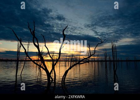 Tot Mopane-bäumen (Colophospermum mopane) teilweise in Lake Kariba bei Sonnenuntergang unter Wasser, Matusadona Nationalpark, Simbabwe Stockfoto