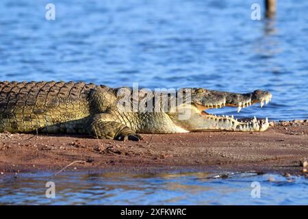 Nil-Krokodil (Crocodylus niloticus) am Ufer des Kariba-Sees mit offenem Kiefer, Matusadona-Nationalpark, Simbabwe Stockfoto