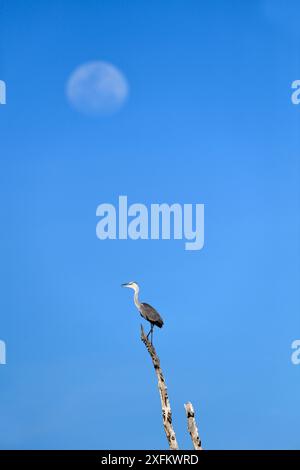 Graureiher (Ardea cinerea) auf toten Zweig mit Mond im Hintergrund thront. Lake Kariba, Matusadona Nationalpark, Simbabwe Stockfoto