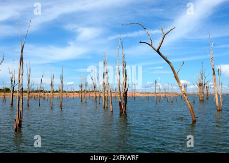 Tot Mopane-bäumen (Colophospermum mopane) teilweise in Lake Kariba eingetaucht, Matusadona Nationalpark, Simbabwe Stockfoto