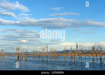 Tot Mopane-bäumen (Colophospermum mopane) teilweise in Lake Kariba versenkt. Matusadona Nationalpark, Simbabwe Stockfoto