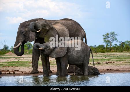 Afrikanischer Elefant (Loxodonta africana) weiblich, zwei jüngere und kleines Baby, das in einem Wasserloch im Hwange-Nationalpark, Simbabwe trinkt Stockfoto