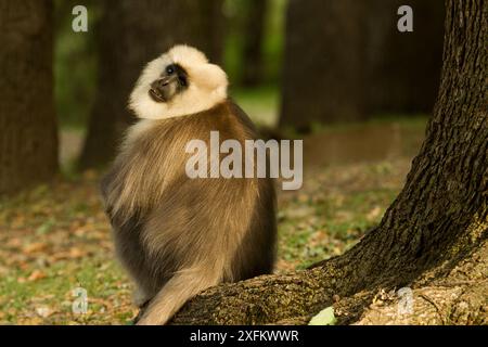 Kashmir Gray Langur / Chamba Sacred Langur (Semnopithecus ajax) Dachigam Nationalpark, Kaschmir, Indien. Stockfoto