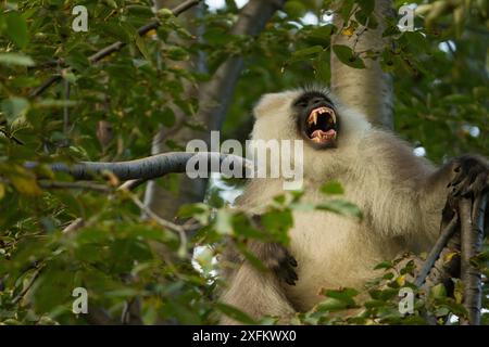 Kashmir Gray Langur / Chamba Sacred Langur (Semnopithecus ajax) mit entblößten Zähnen, Dachigam Nationalpark, Kaschmir, Indien. Stockfoto