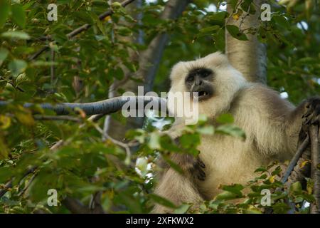 Kashmir Gray Langur / Chamba Sacred Langur (Semnopithecus ajax) Dachigam Nationalpark, Kaschmir, Indien. Stockfoto