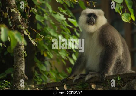 Kashmir Gray Langur / Chamba Sacred Langur (Semnopithecus ajax) Dachigam Nationalpark, Kaschmir, Indien. Stockfoto