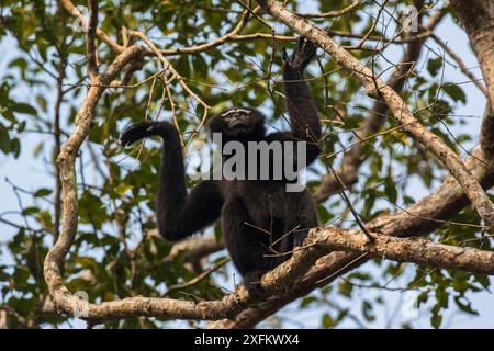 Westernhoolock Gibbon (Hoolock Hoolock) männlich in Baum, Assam, Indien. Stockfoto