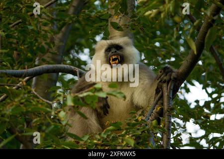 Kashmir Gray Langur / Chamba Sacred Langur (Semnopithecus ajax) mit Zähnen baredDachigam Nationalpark, Kaschmir, Indien. Stockfoto