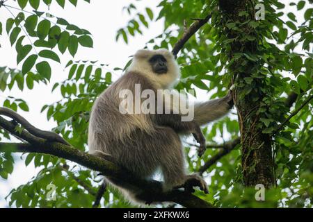 Kashmir Gray Langur / Chamba Sacred Langur (Semnopithecus ajax) Dachigam Nationalpark, Kaschmir, Indien. Stockfoto