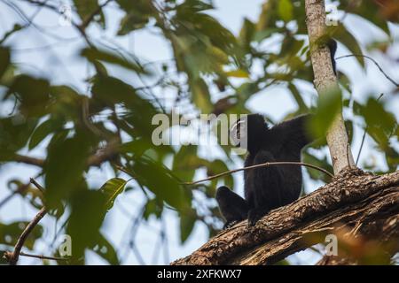 Westernhoolock Gibbon (Hoolock Hoolock) männlich in Baum, Assam, Indien. Stockfoto