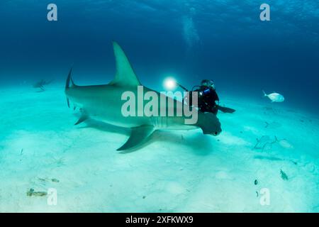 Großer Hammerhai (Sphyrna mokarran), der von einem Taucher aus South Bimini, Bahamas gefilmt wird. Das Bahamas National Shark Sanctuary, Westatlantischer Ozean. Stockfoto