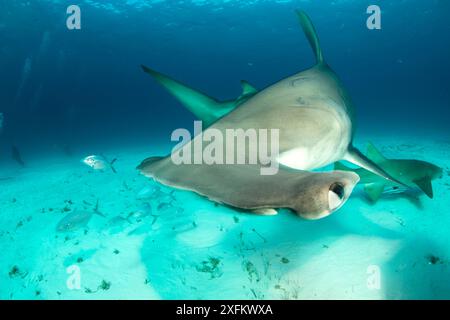 Großer Hammerhai (Sphyrna mokarran) schwimmt über dem Sandboden mit einem Nurse Hai (Ginglymostoma cirratum), Barjacks (Caranx ruber) und Remora-Fisch im Hintergrund, South Bimini, Bahamas. Das Bahamas National Shark Sanctuary, Westatlantischer Ozean. Stockfoto