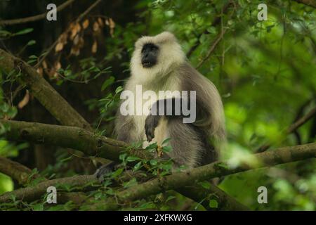 Kashmir Gray Langur / Chamba Sacred Langur (Semnopithecus ajax) Dachigam Nationalpark, Kaschmir, Indien. Stockfoto