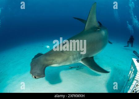 Großer Hammerhai (Sphyrna mokarran) mit Tracking-Gerät und einem Taucher im Hintergrund, South Bimini, Bahamas. Das Bahamas National Shark Sanctuary, Westatlantischer Ozean. Stockfoto