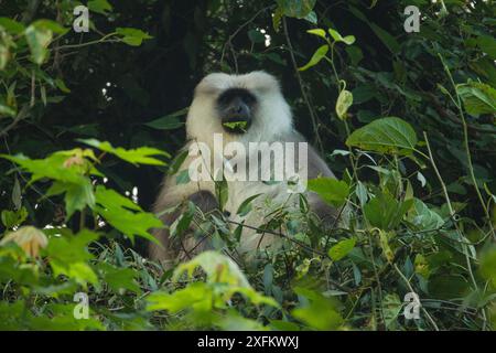 Kashmir Gray Langur / Chamba Sacred Langur (Semnopithecus ajax) Dachigam Nationalpark, Kaschmir, Indien. Stockfoto