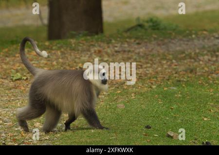 Kashmir Gray Langur / Chamba Sacred Langur (Semnopithecus ajax) Dachigam Nationalpark, Kaschmir, Indien. Stockfoto