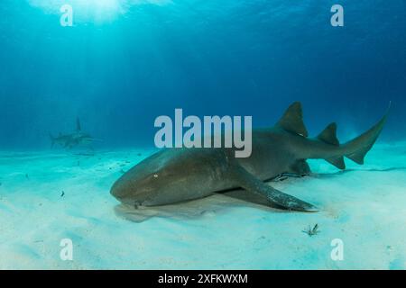 Ammenhai (Ginglymostoma cirratum), der auf dem Meeresboden mit einem großen Hammerhai (Sphyrna mokarran) in der Nähe schwimmt, South Bimini, Bahamas. Das Bahamas National Shark Sanctuary, Westatlantischer Ozean. Stockfoto