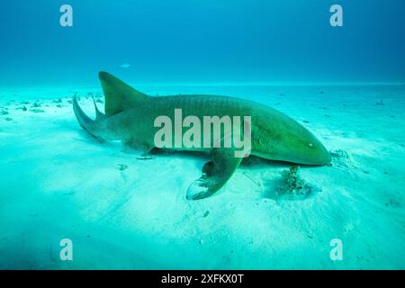 Ammenhai (Ginglymostoma cirratum) mit ihren Brustflossen auf dem Meeresboden, South Bimini, Bahamas. Das Bahamas National Shark Sanctuary, Westatlantischer Ozean. Stockfoto