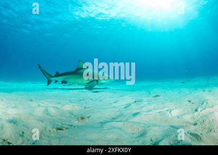 Bullenhai (Carcharhinus leucas), Schwimmen über Sandboden, South Bimini, Bahamas. Das Bahamas National Shark Sanctuary, Westatlantischer Ozean. Stockfoto