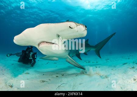 Großer Hammerhai (Sphyrna mokarran), der von einem Taucher aus South Bimini, Bahamas fotografiert wird. Das Bahamas National Shark Sanctuary, Westatlantischer Ozean. Stockfoto