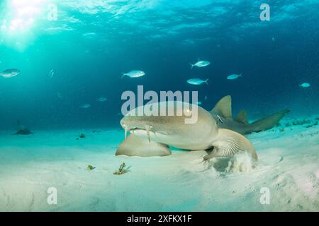 Nahaufnahme des Nurse Shark (Ginglymostoma cirratum) mit Brustflossen auf dem Meeresboden, South Bimini, Bahamas. Das Bahamas National Shark Sanctuary, Westatlantischer Ozean. Stockfoto