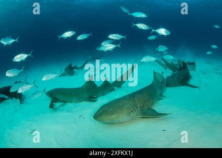 Ammenhaie (Ginglymostoma cirratum), die auf Sandboden mit Barjacks (Caranx ruber) ruhen, South Bimini, Bahamas. Das Bahamas National Shark Sanctuary, Westatlantischer Ozean. Stockfoto