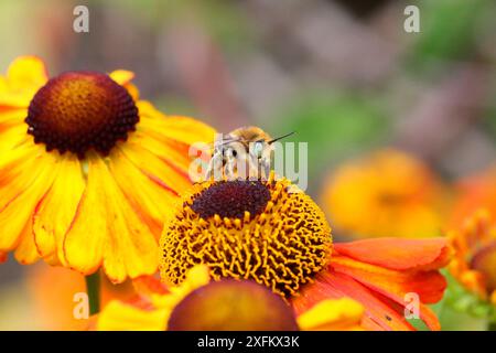 Kleine Blumenbiene (Anthophora bimaculata) männlich, die an Helenium-Blüte ernährt. Surrey, England, Großbritannien, Juli. Stockfoto