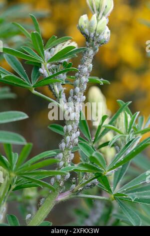 Lupinenblattlaus (Macrosiphon albifrons) auf Lupinenstamm, Surrey, England, UK, Mai. Stockfoto