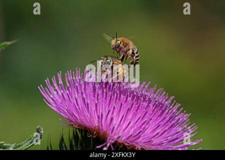 Kleine Blumenbiene (Anthophora bimaculata) männliche „springende“ Weibchen. Surrey, England, Großbritannien, Juli. Digitales Composite. Stockfoto