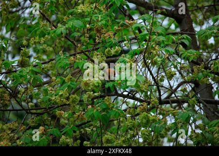 Haseldormaus (Muscardinus avellanarius) im Wychelmbaum im frühen Frühjahr. Italien, April. Stockfoto