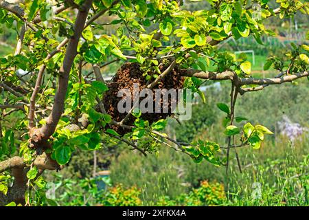 Honigbiene (APIs mellifera) Schwarm im Maulbeerbaum. Italien, April. Stockfoto