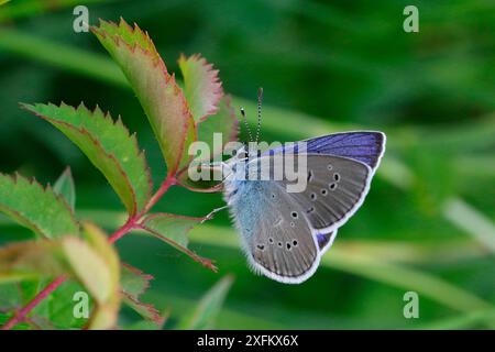 Mazarinblauer Schmetterling (Polyommatus semiargus). Italien, Juli Stockfoto