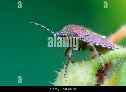 Schlochschildkäfer (Dolycoris baccarum) auf Beinwell (Symphytum officinale). Surrey, England, Großbritannien, Juni. Digital optimiert. Stockfoto