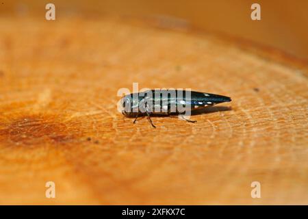 Zweifleckiger Eichenkäfer (Agrilus biguttatus) Surrey, England, Großbritannien, Juni. Stockfoto