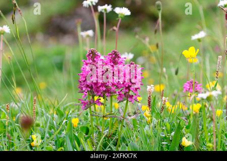 Vertikillates Lusenkraut (Pedicularis verticillata). Italien, Juli. Stockfoto