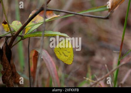 Gewöhnlicher, gelber Grasfalter (Eurema hekabe). Gambia, Afrika Stockfoto
