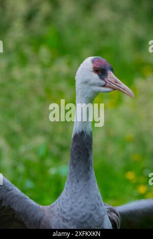 Hooded Crane (Grus monacha) Schlagflügel, Captive Stockfoto