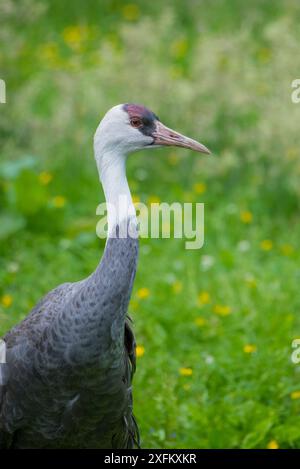 Kapuzenkran (Grus monacha), unverlierbar Stockfoto