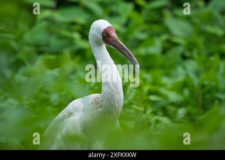 Sibirischen Kranich (Grus leucogeranus) kritisch bedrohte, Captive Stockfoto