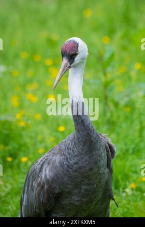 Kapuzenkran (Grus monacha), unverlierbar Stockfoto