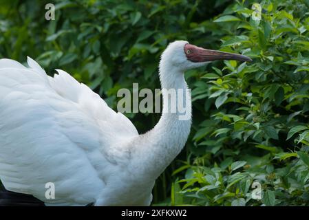 Sibirischer Kran; Grus leucogeranus; Gefangener; Gefangener; Porträt; gefährdet; Stockfoto