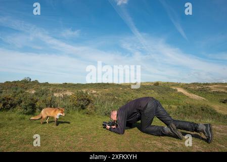 Fotograf, der Fotos von Rotfuchs (Vulpes vulpes) Tame Individuum macht, Niederlande. Stockfoto