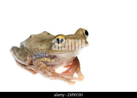 Harlekin-Baum-Frosch (Rhacophorus pardalis) in Gefangenschaft Stockfoto